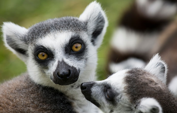 MADAGASCAR AVVENTURA NEL VII CONTINENTE